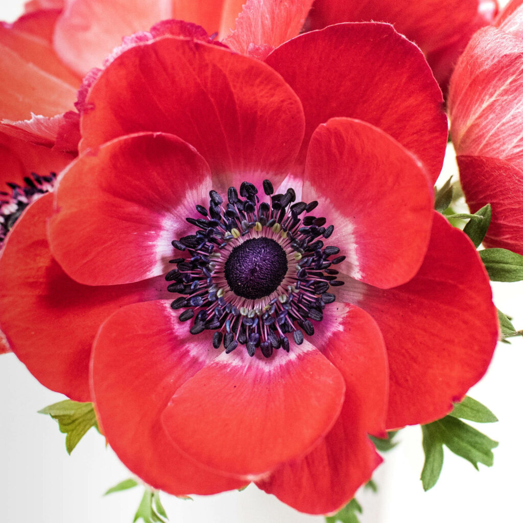Vibrant Red Anemone Flower Wallpaper - Striking Petals & Details