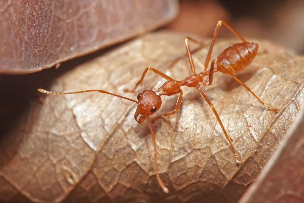 Macro close-up of vibrant red ant on textured brown leaf with detailed exoskeleton and veins Wallpaper
