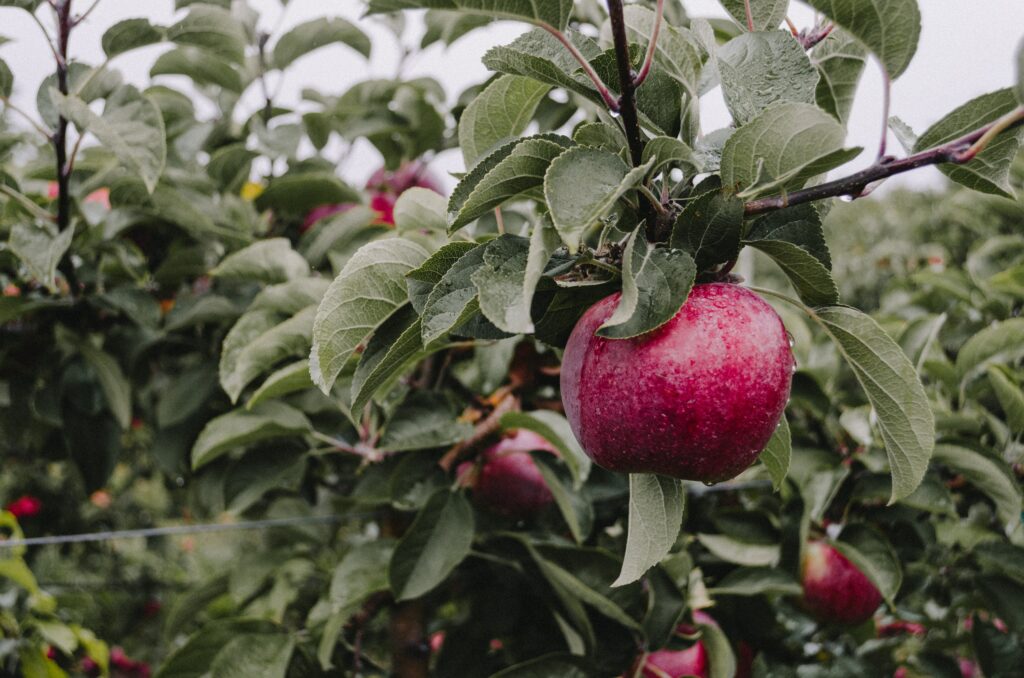 Fresh Ripe Red Apple Close-Up with Lush Green Leaves - Wallpaper