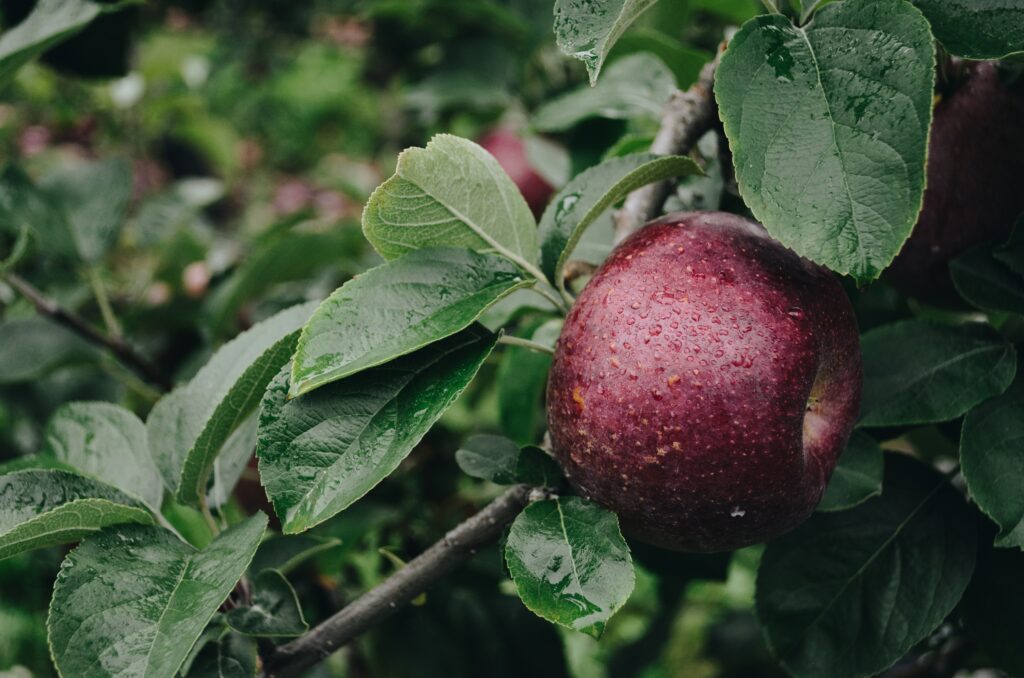 Close-Up Red Apple Wallpaper with Fresh Water Droplets & Green Leaves