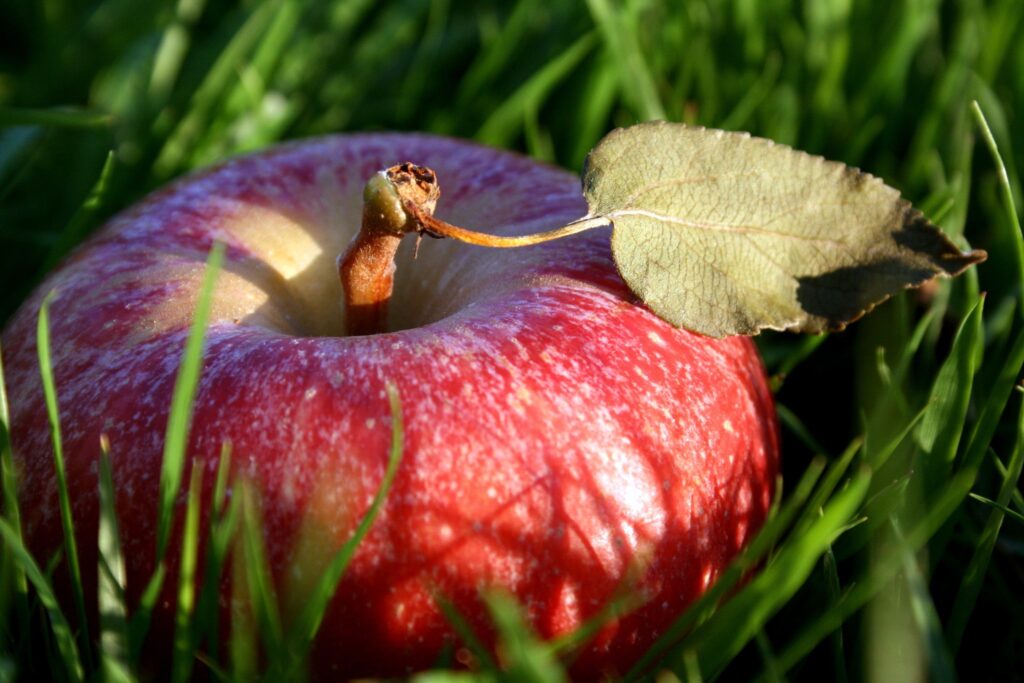 Vibrant Red Apple on Green Grass - Nature Wallpaper Background