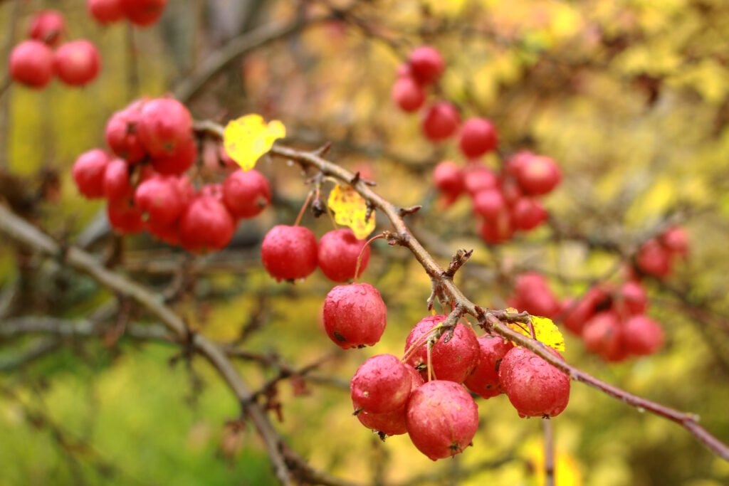 Vibrant Apple Wallpaper: Close-Up of Red Apples with Water Droplets