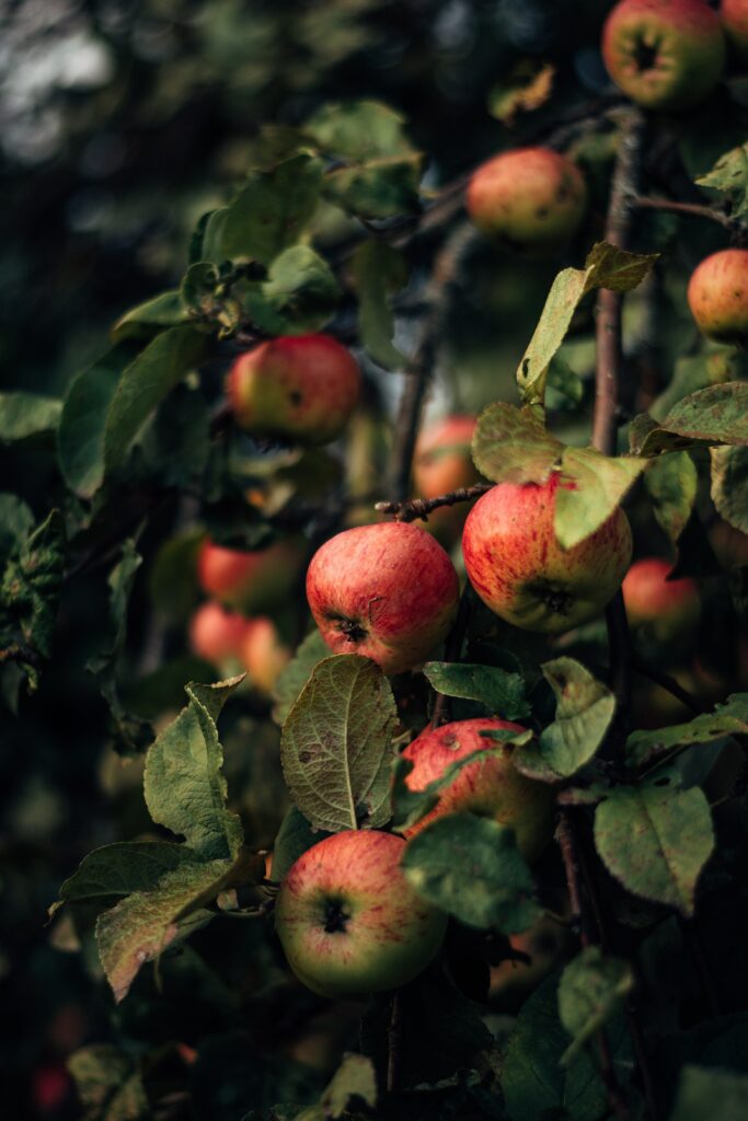 Vibrant red apples on leafy branches with warm natural light autumn harvest wallpaper background