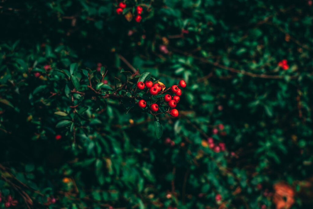 Cluster of vibrant red ashberries on tree with blurred green background nature wallpaper texture