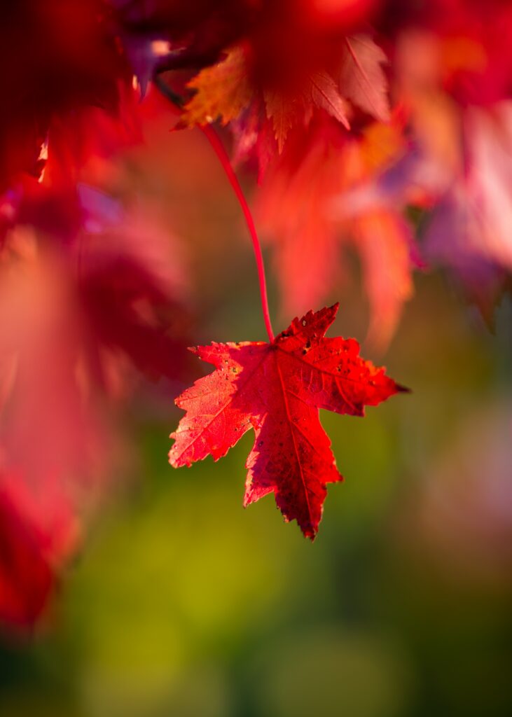 Stunning Macro of Vibrant Red Autumn Leaf | Warm Wallpaper Background