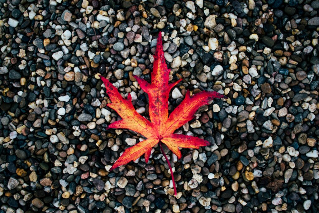 Vibrant red autumn leaf on colorful stones textured seasonal nature wallpaper background