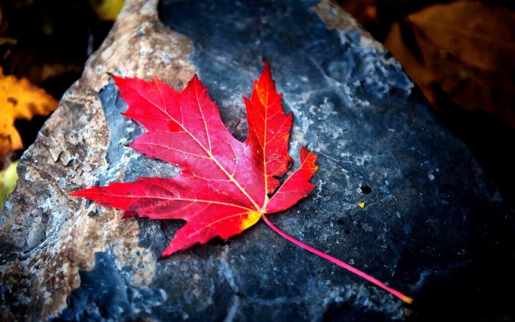 Vibrant Red Autumn Leaf on Textured Stone - Nature Wallpaper Background