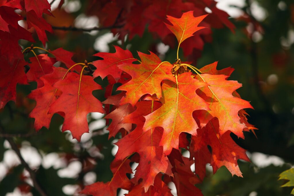 Close-up of vibrant red autumn leaves with detailed veins glowing in soft October light background Wallpaper