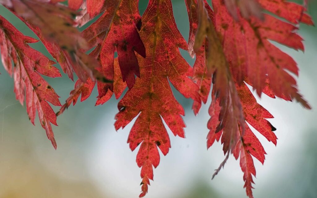 Close-up of vibrant red autumn leaves with detailed veins and textured spots on soft background Wallpaper