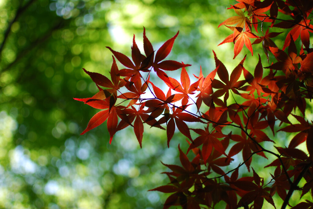 Vibrant Red Autumn Leaves Close-Up: Serene Nature Wallpaper Background