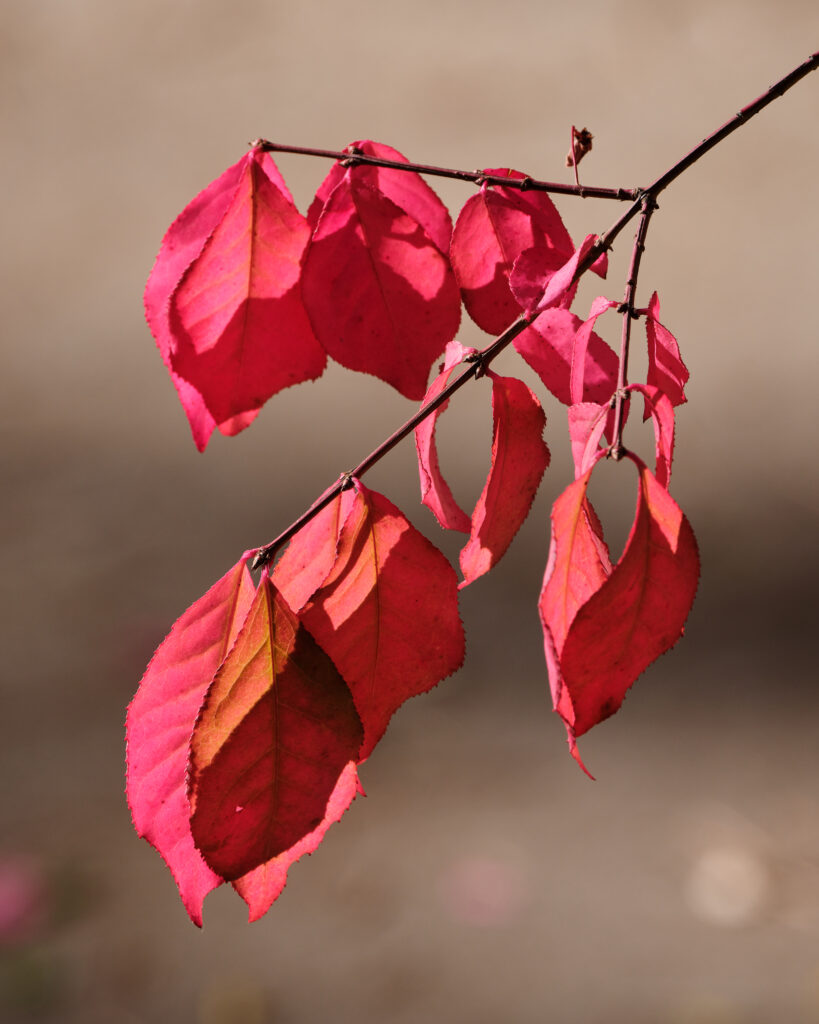 Vibrant Red Autumn Leaves Macro | Stunning Wallpaper Background