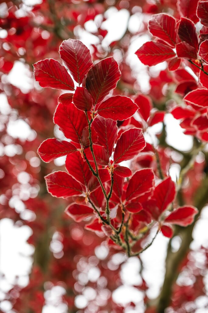Vibrant red autumn leaves on branch with soft blurred background warm fall wallpaper background