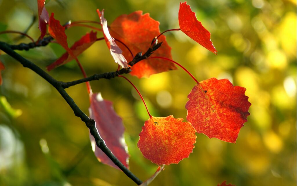 Vibrant Red Autumn Leaves Wallpaper Background with Golden Sunlight