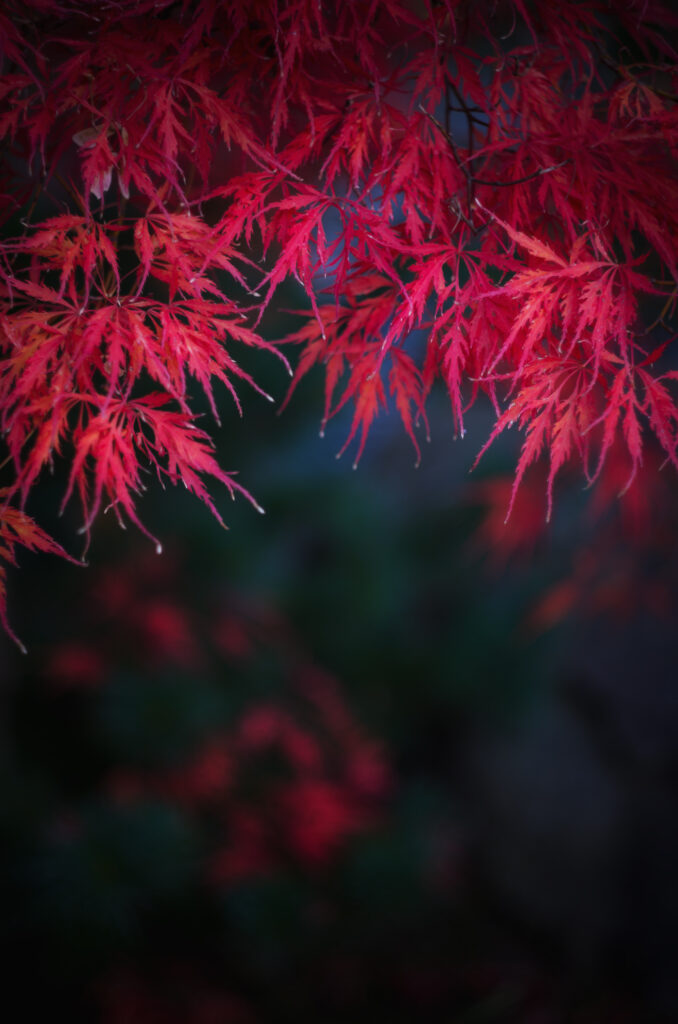 Vibrant red autumn leaves on delicate branches with soft blurred fall background wallpaper