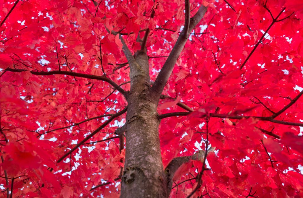Autumn tree with vibrant red leaves and sturdy trunk creating colorful fall foliage wallpaper