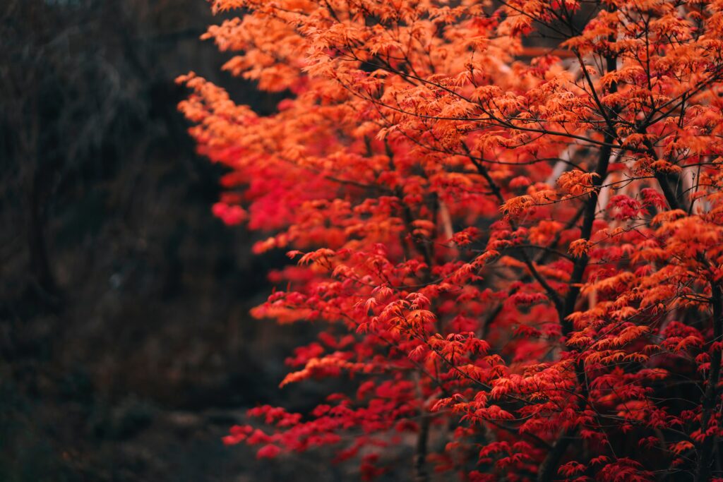 Striking tree with vibrant red autumn leaves and delicate branches on soft blurred background Wallpaper