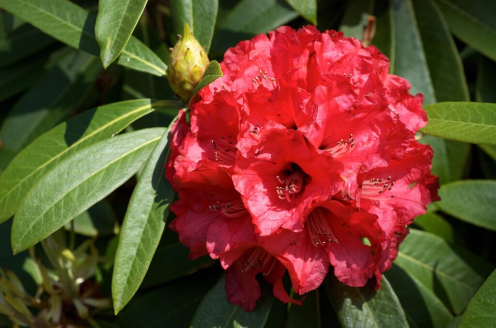 Vibrant Red Azalea in Bloom: Stunning Close-Up Nature Wallpaper