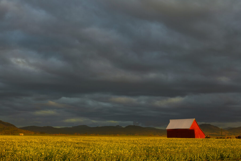 Red barn in vast yellow field under dramatic overcast sky rural landscape wallpaper background