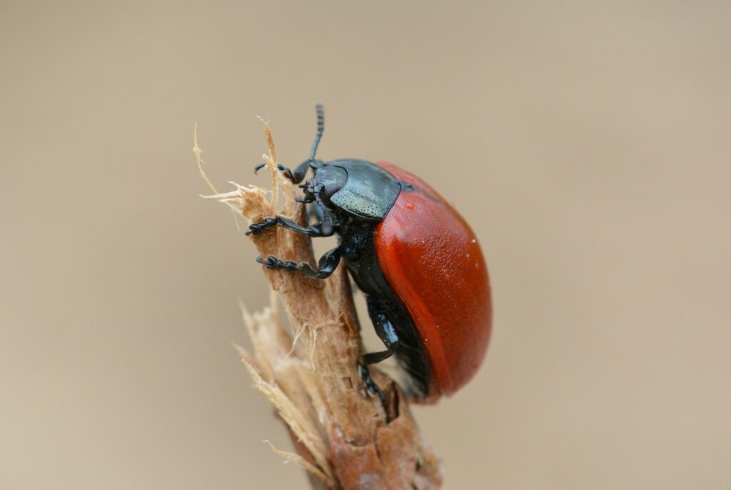 Vibrant Red Beetle Close-Up: Stunning Armored Shell Wallpaper