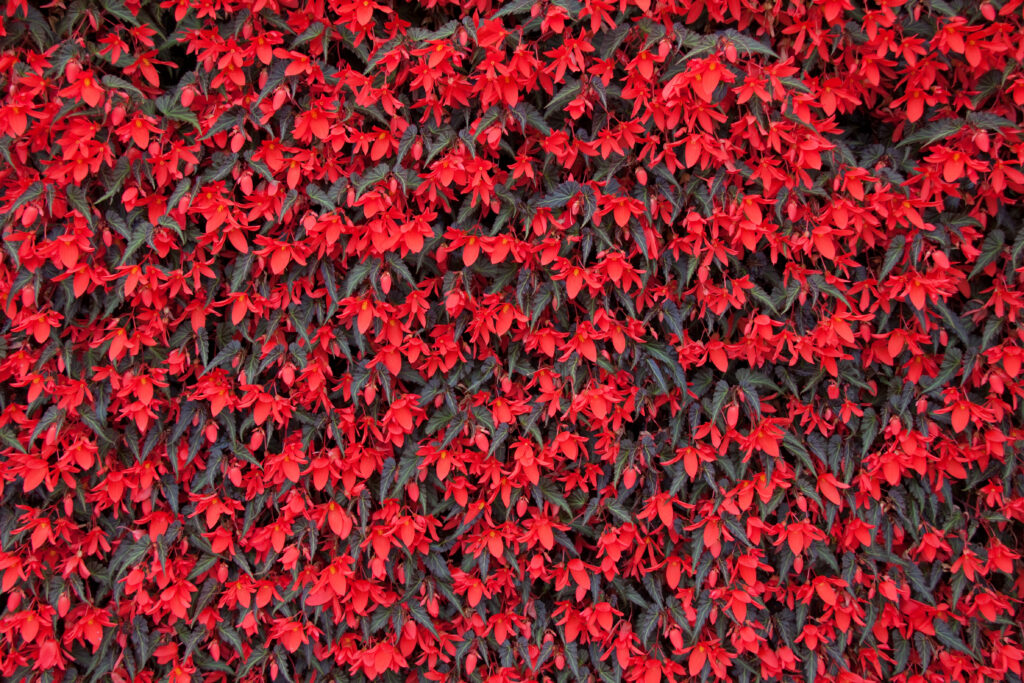 Vibrant Red Begonia Wallpaper: Lush Floral Background in Bloom