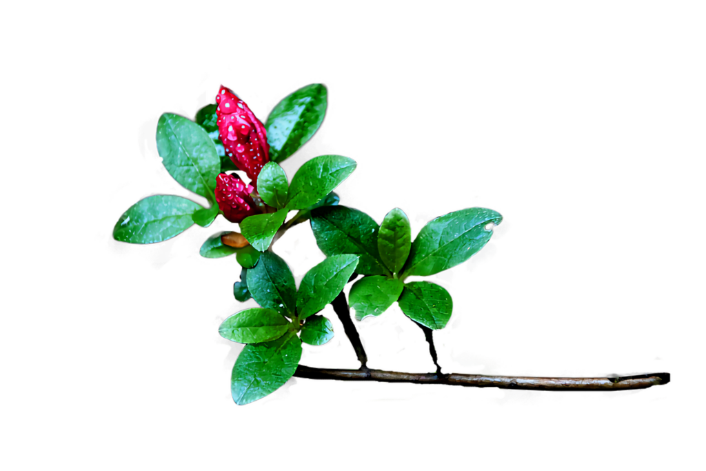 Vivid Red Berries with Dewdrops on Black Background - Stunning Wallpaper