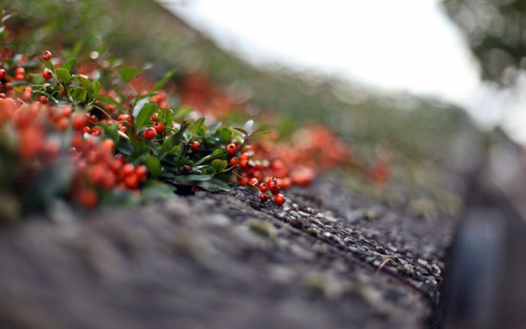 Vibrant Red Berries on Mountain Ash: Artistic Nature Wallpaper