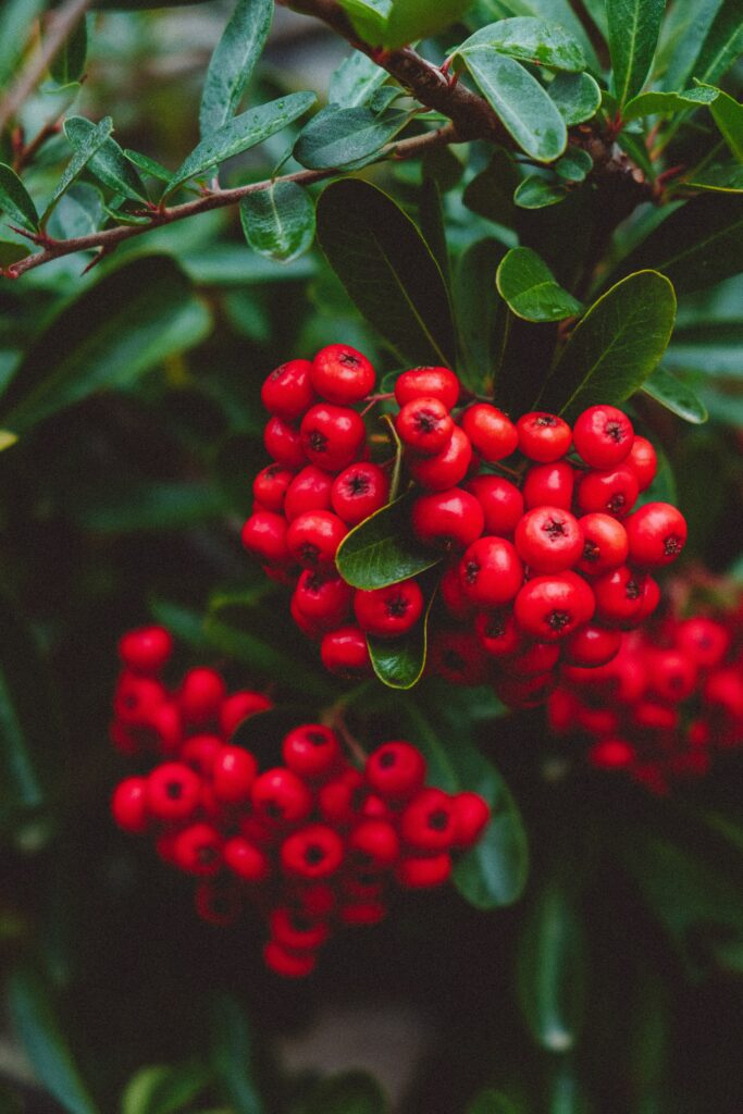 Vivid Red Berries: Macro Close-Up on Green Leafy Plant Wallpaper