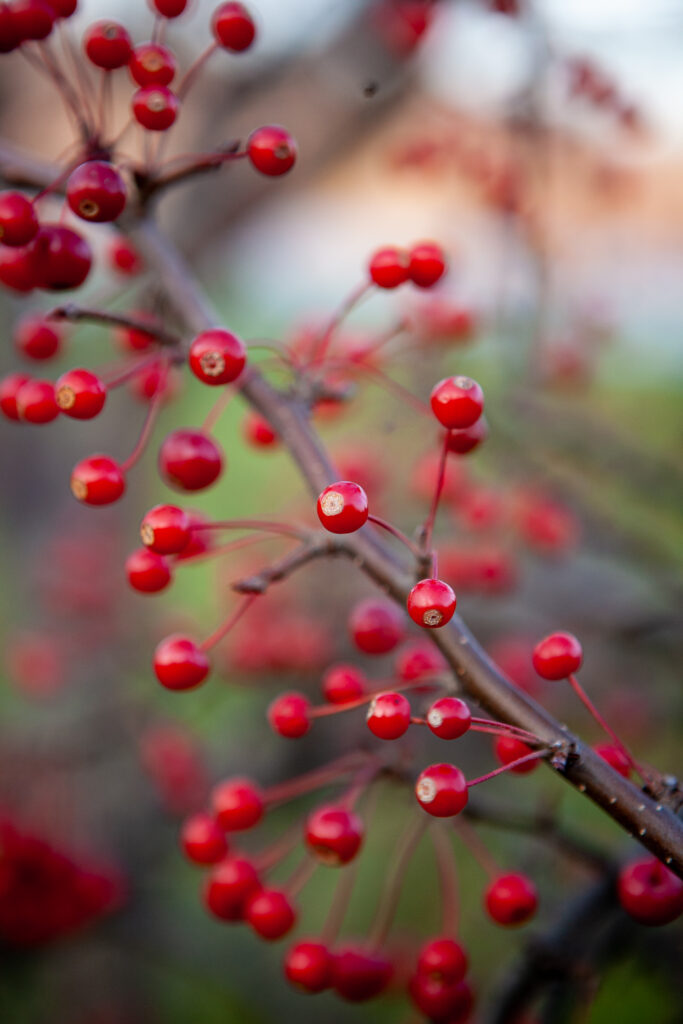 Vibrant Red Berries Close-Up Macro Shot Wallpaper Background