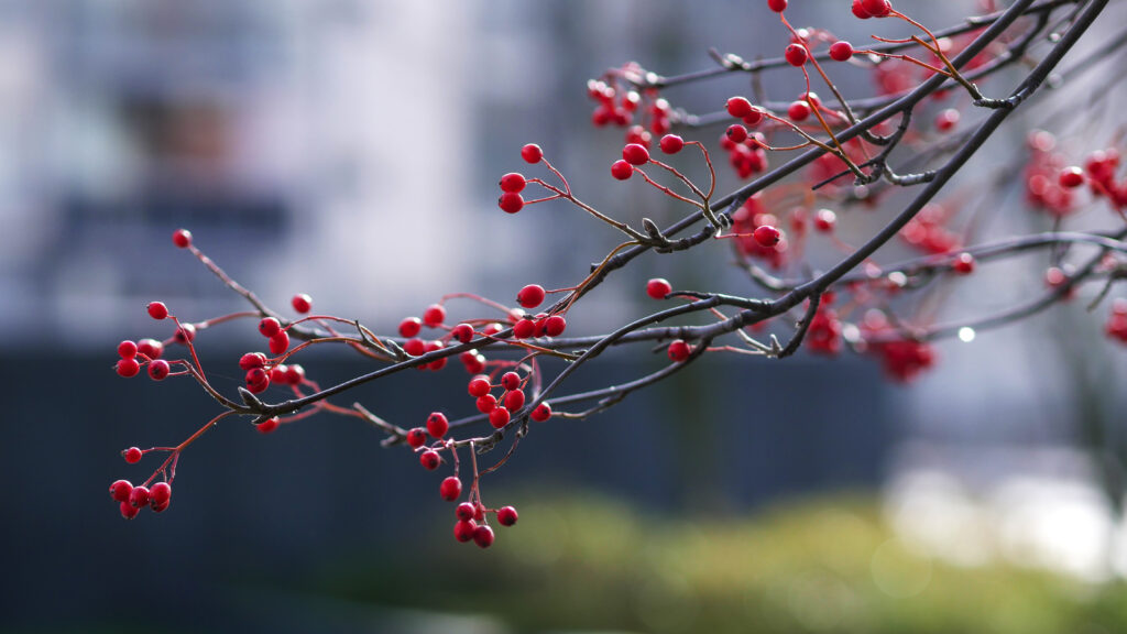 Vibrant Red Berries Macro Close-Up Wallpaper Background