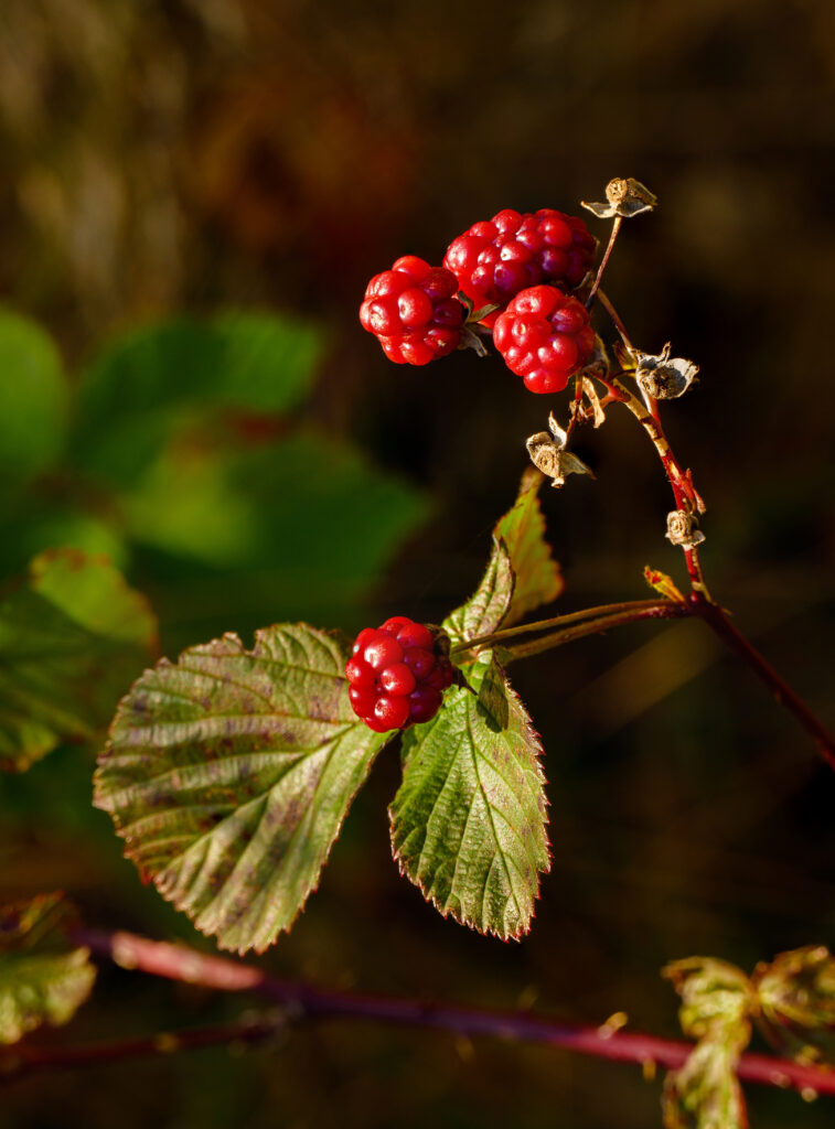 Vibrant Red Berries Wallpaper: Macro Photography with Green Leaves