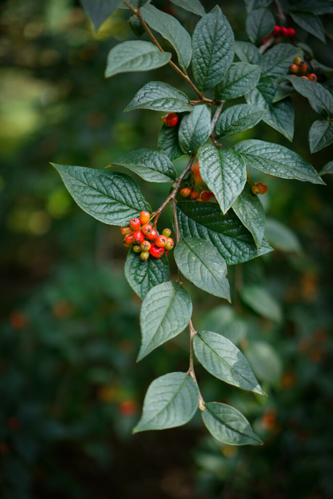 Vibrant Red Berries on Branch - Beautiful Wallpaper Background