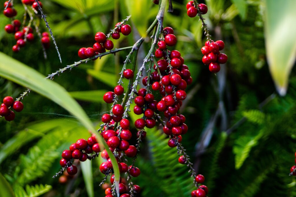 Vibrant Red Berries on Green Foliage - Refreshing Wallpaper Background
