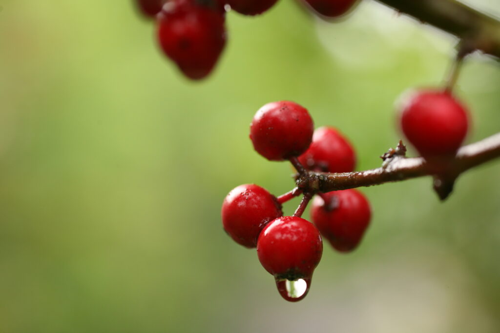 Close-Up of Vibrant Red Berries with Water Drop - Wallpaper Background