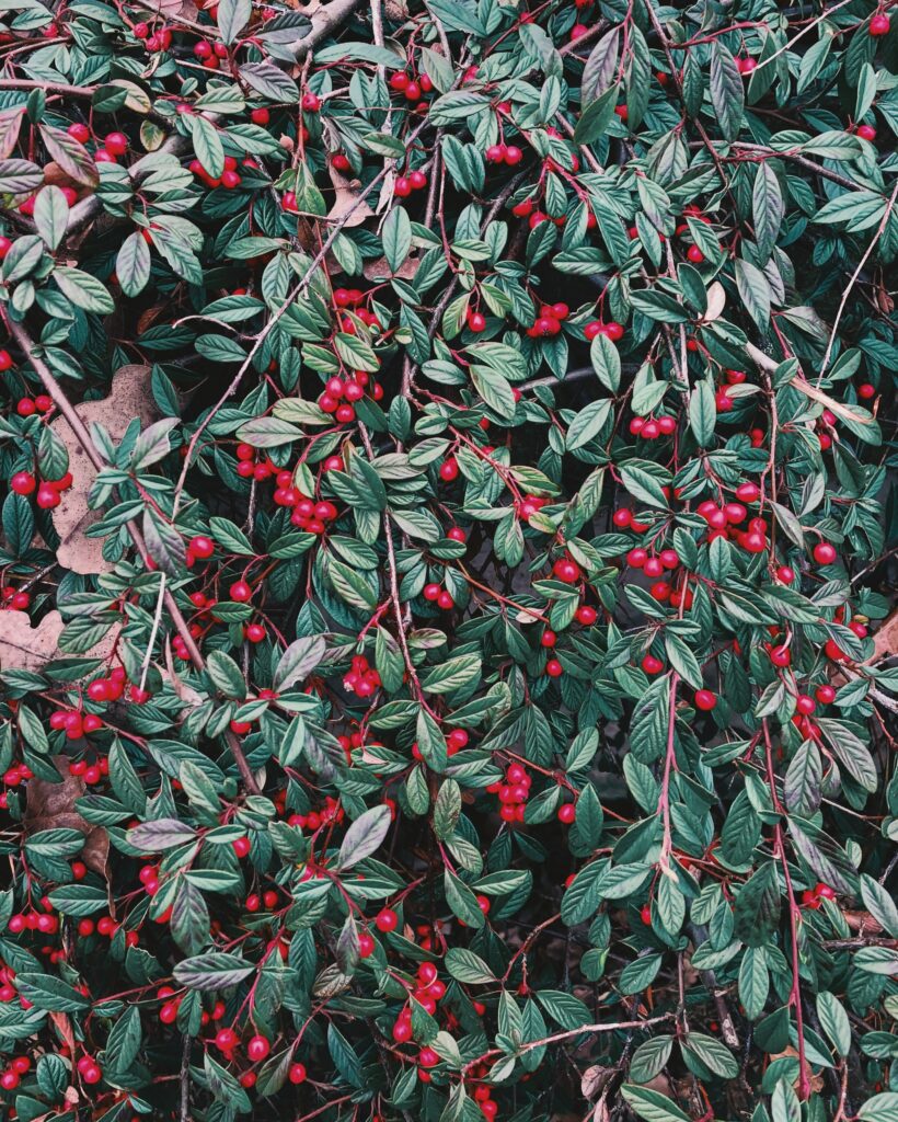 Botanical wallpaper with vibrant red berries green leaves and detailed natural plant patterns background