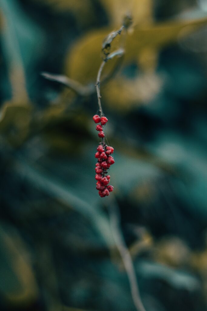 Macro Image of Red Berries on Branch - Nature Wallpaper Background