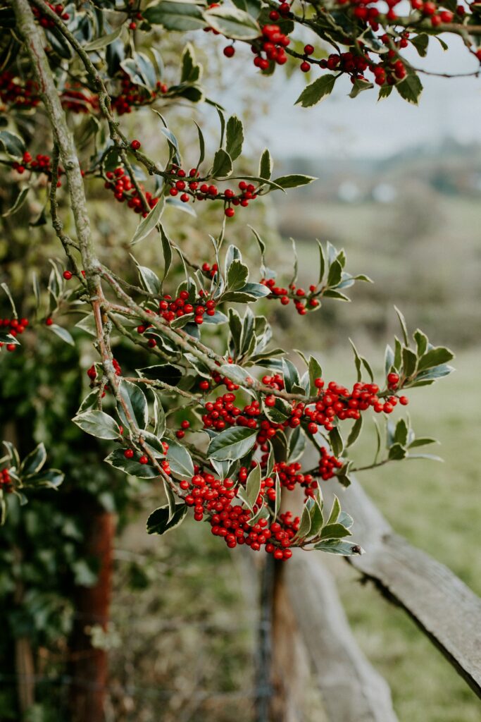 Vibrant red berries on green leafy branches detailed nature wallpaper background close up