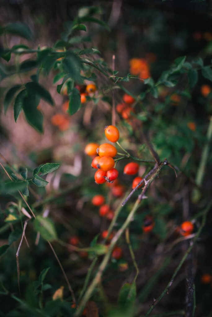 Vibrant Red Berries on Lush Green Leaves - Nature's Macro Wallpaper
