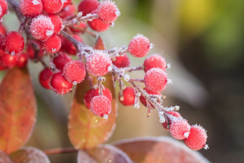 Frosted Red Berries Close-Up: Vibrant Macro Wallpaper Background
