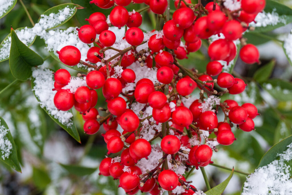 Vibrant Red Berries in Snow - Stunning Macro Winter Wallpaper