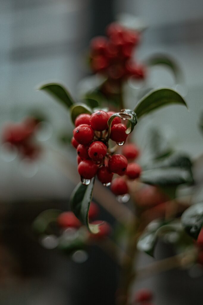 Vibrant Red Berries with Water Droplets - Fresh Nature Wallpaper