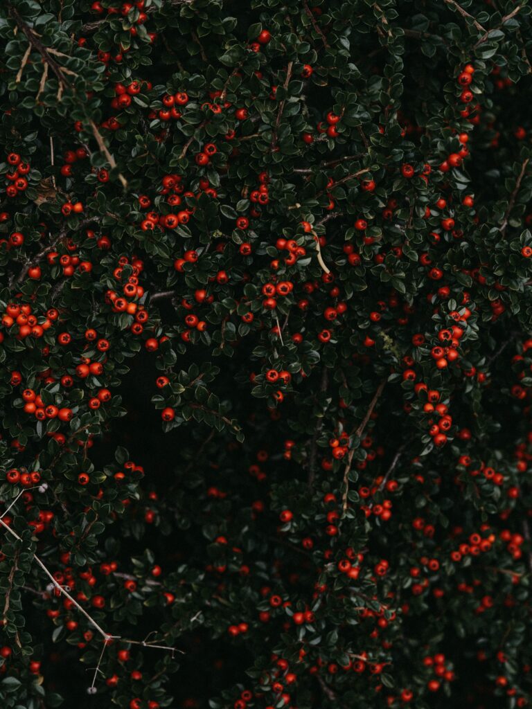 Dense bush with vibrant red berries and deep green leaves natural textured wallpaper background
