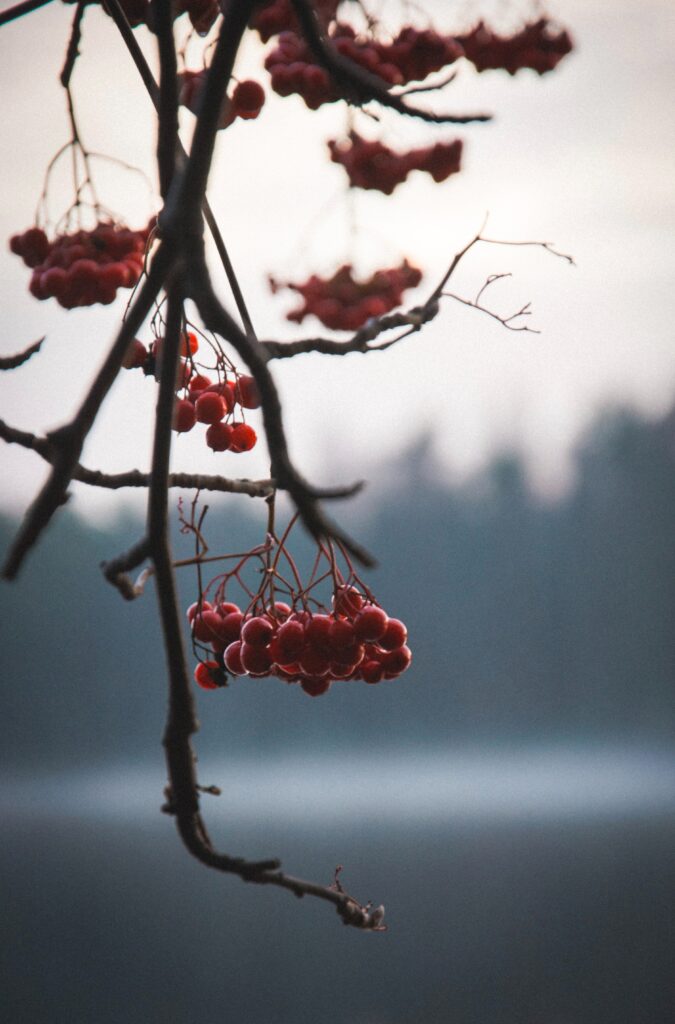Clusters of vibrant red berries on delicate branches with a soft natural blurred background Wallpaper