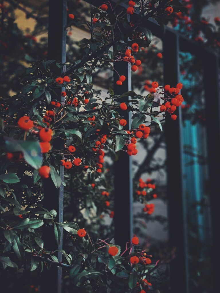 Vibrant red berries on green leafy branches with blurred background nature wallpaper design