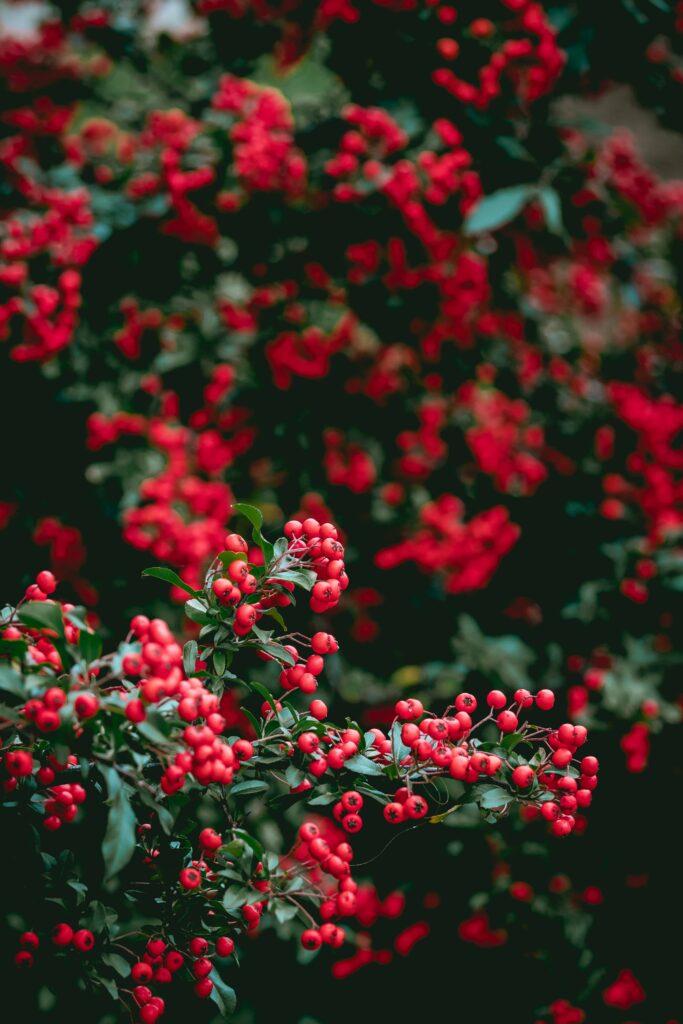 Vibrant wallpaper with red berry clusters and green leaves creating a natural organic background
