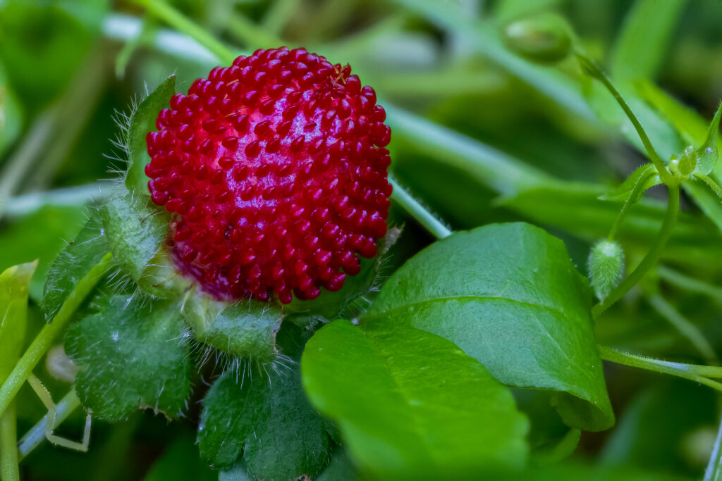 Vibrant Red Berry Macro: Potentilla Plant Wallpaper Background