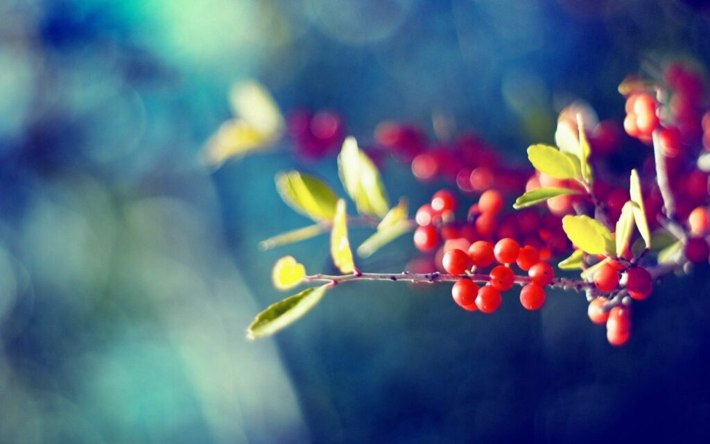 Vibrant Wallpaper: Delicate Branch with Red Berries & Green Leaves