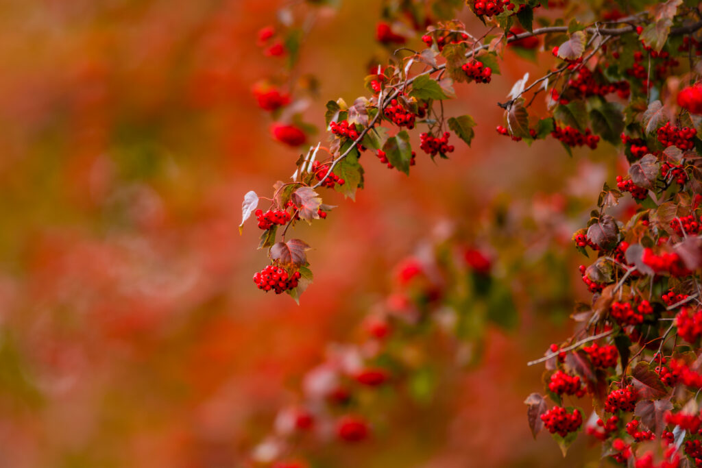 Vibrant Red Berries Wallpaper with Dreamy Green Leaf Background