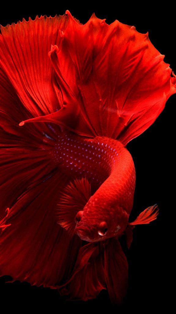 Vibrant red Betta fish with flowing fins striking macro shot on black background HD wallpaper