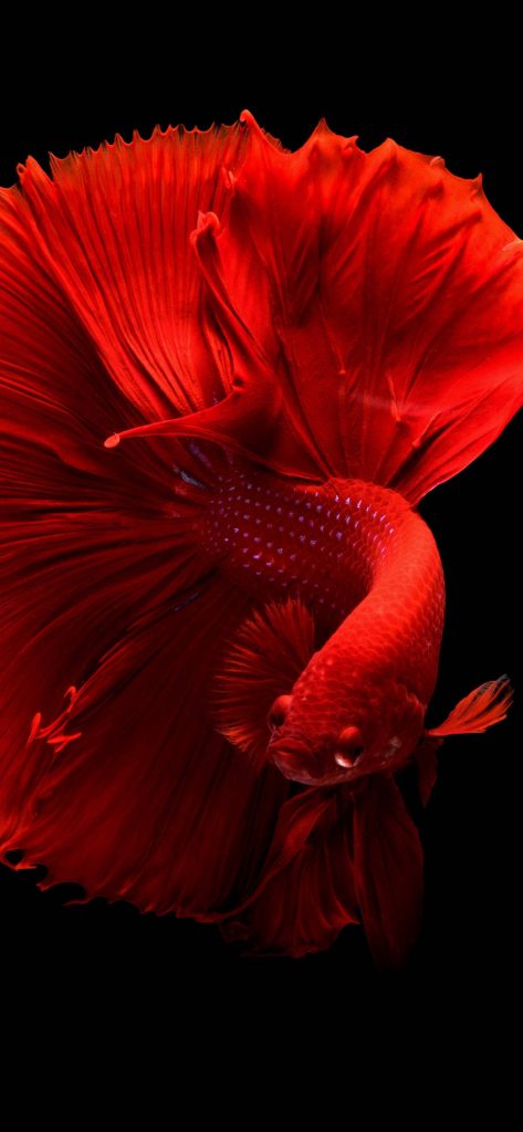 Vibrant red Betta fish with flowing fins in high-contrast macro photography on black background Wallpaper