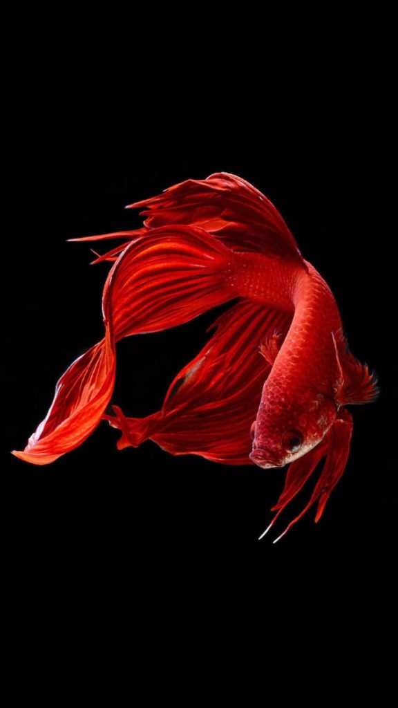 Vibrant red Betta fish with flowing fins on black background iPhone wallpaper background